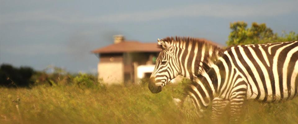 Ol Pejeta Holiday Villas Нанюки Екстериор снимка