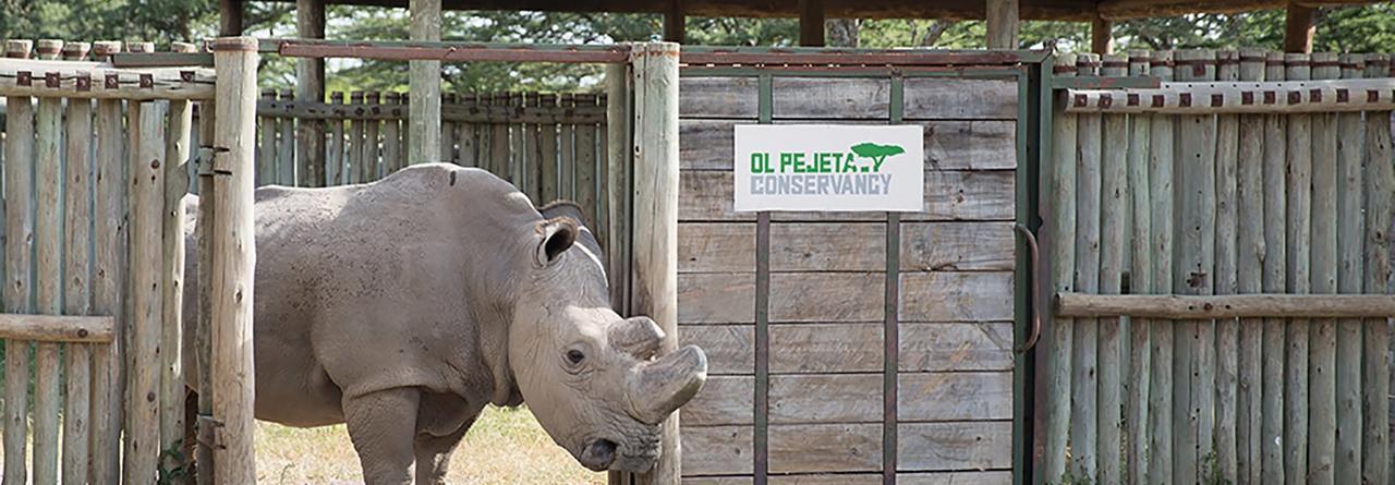 Ol Pejeta Holiday Villas Нанюки Екстериор снимка