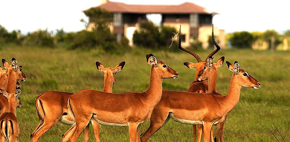 Ol Pejeta Holiday Villas Нанюки Екстериор снимка