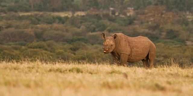 Ol Pejeta Holiday Villas Нанюки Екстериор снимка